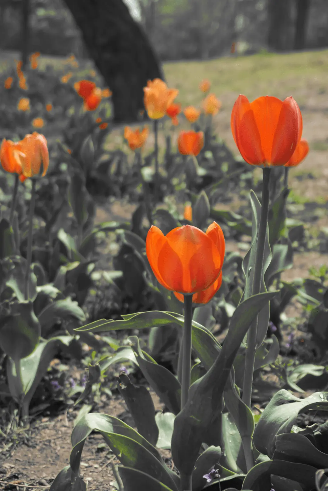 Tulip with mask in selective color — red and green against black and white