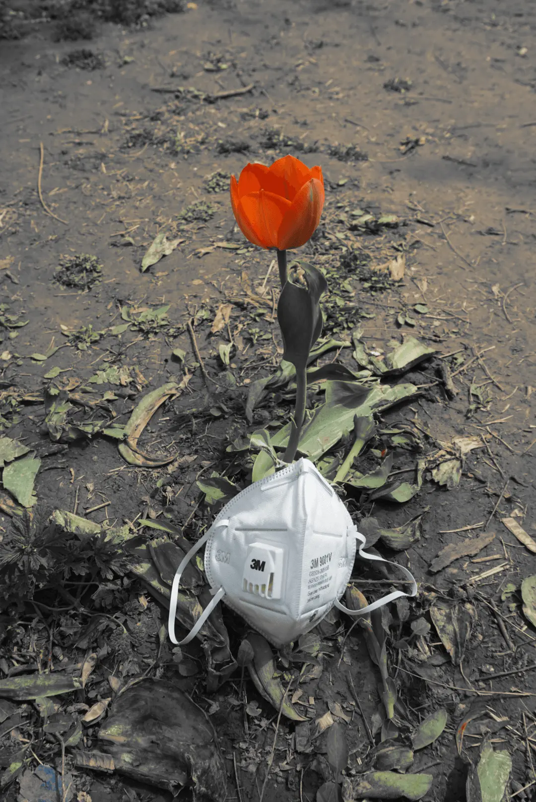 Masked tulip as burial offering