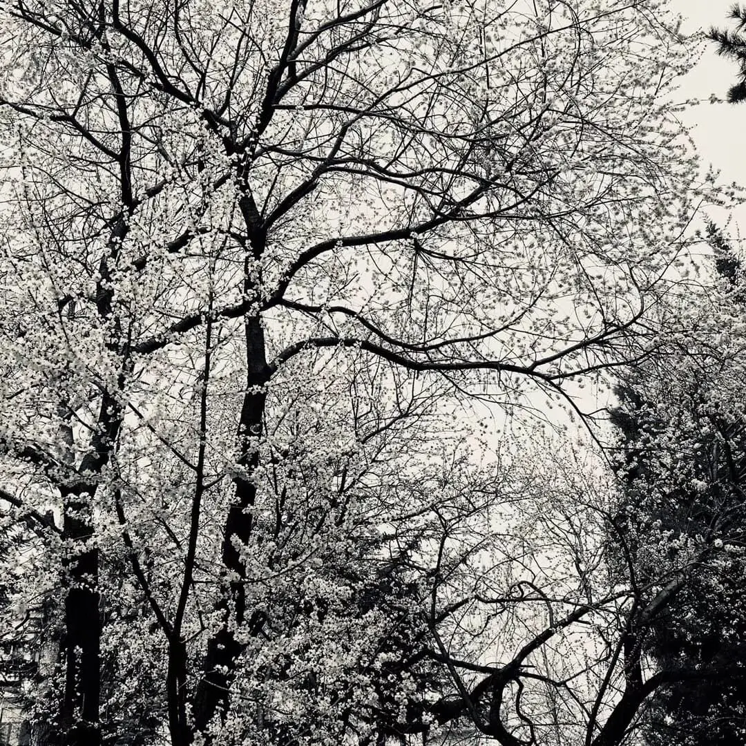 Trees with visible particle indicators