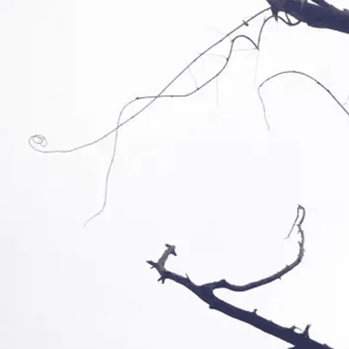 Smog-covered view with bare branches